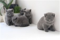 Gccf geregistreerd prachtige Britse korthaar kittens