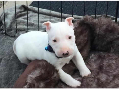 Mooie Engelse Bull Terrier-puppy's - 1