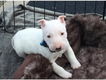 Mooie Engelse Bull Terrier-puppy's - 1 - Thumbnail