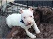 Mooie Engelse Bull Terrier-puppy's// - 1 - Thumbnail