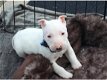 Mooie Engelse Bull Terrier-puppy's//m - 1 - Thumbnail