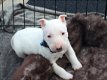 Mooie Engelse Bull Terrier-puppy's //hr - 1 - Thumbnail