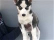 /mooie Siberische Husky-puppy's voor adoptie // - 1 - Thumbnail