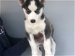 /mooie Siberische Husky-puppy's voor adoptie /// - 1 - Thumbnail