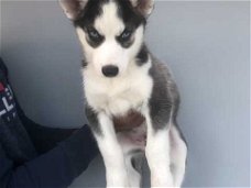 /mooie Siberische Husky-puppy's voor adoptie ///