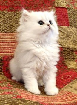 Prachtige Perzische katjes op zoek naar een huis - 1