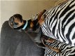Home Raised Doberman puppy's beschikbaar - 1 - Thumbnail