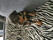 Home Raised Doberman puppy's beschikbaar - 2 - Thumbnail