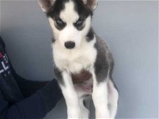 prachtige Siberische Husky / puppy's beschikbaar/////4/