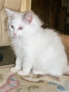 Met de hand opgevoed Ragdoll Kittens