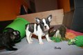 Hoogwaardige Franse Bulldog Puppy voor gratis adoptie!!! - 1 - Thumbnail