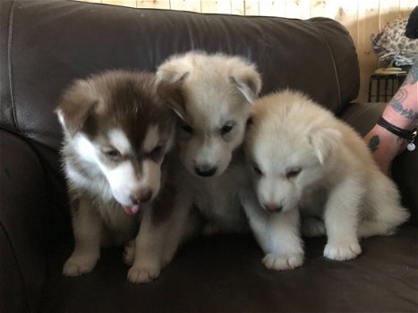 Mooie Siberische Husky pups voor adoptie. - 1