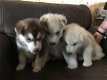 Mooie Siberische Husky pups voor adoptie. - 1 - Thumbnail