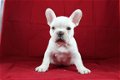 Mooie Franse Bulldog Puppies die ik geef op voor adoptie. - 1 - Thumbnail