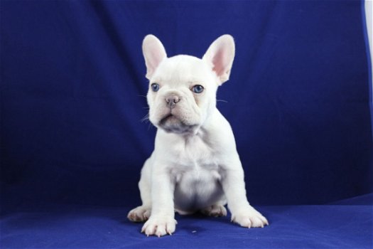 Mooie Franse Bulldog Puppies die ik geef op voor adoptie. - 2