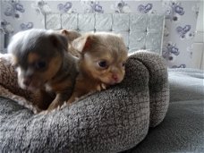 Twee Mooie Chihuahua Puppies