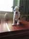 Boston Terrier pups beschikbaar - 1 - Thumbnail