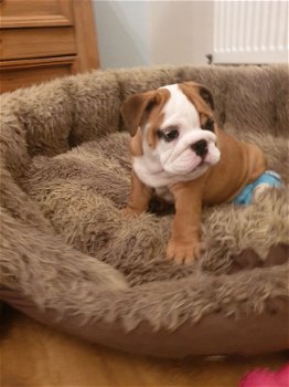 Super schattige Engels Bulldog Puppies - 1