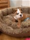 Super schattige Engels Bulldog Puppies - 1 - Thumbnail