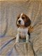 Mooie en gezonde Beagle pups beschikbaar - 1 - Thumbnail