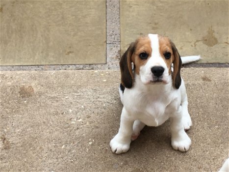Mooie en gezonde Beagle pups beschikbaar - 2