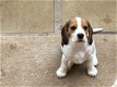 Mooie en gezonde Beagle pups beschikbaar - 2 - Thumbnail