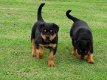 Mannelijke en vrouwelijke Rottweiler puppies voor dierenliefhebbers. - 1 - Thumbnail