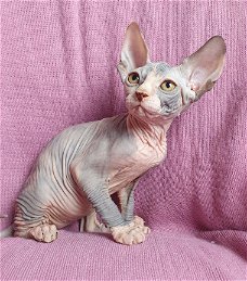 twee nestjes van Sphynx kittens