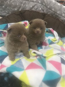 Pommeren puppy voor adoptie