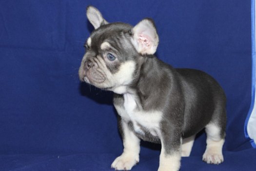 Hoogwaardige Franse Bulldog Puppy voor gratis adoptie!!! - 1