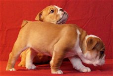 Mooi en gezond Engels Bulldog pups beschikbaar