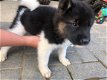 twee Akita-pups klaar voor gratis adoptie - 1 - Thumbnail