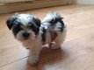 Stamboom Shih Tzu-puppy's beschikbaar - 1 - Thumbnail
