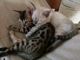 KINDERVRIEND Bengalen Kittens,!!!!@......., - 1