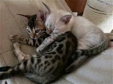 KINDERVRIEND Bengalen Kittens,!!!!@.......,