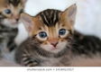 Leuke baby kittens beschikbaar@....... - 1 - Thumbnail