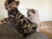 !!!! Mooie Bengaalse kittens@..... - 1 - Thumbnail