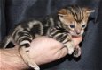 super baby kittens beschikbaar@...... - 1 - Thumbnail