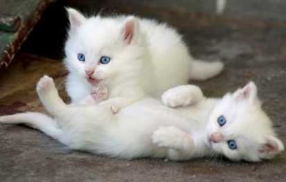 Super witte blauwe ogen kittens beschikbaar @... - 1