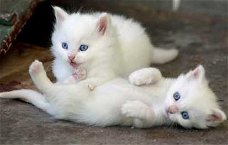 Super witte blauwe ogen kittens beschikbaar @...