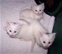 Super witte blauwe ogen kittens beschikbaar @... - 2 - Thumbnail