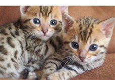 !!!! Super baby gezicht Bengalen Kittens.....@,,...