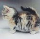 !!!! Super baby gezicht Bengalen Kittens.....@,,... - 2 - Thumbnail