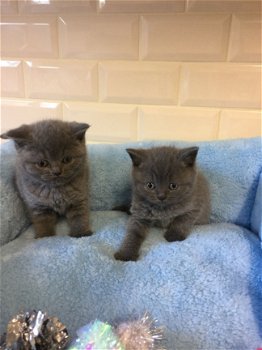 Geboren 30/09/19 BSH kittens met blauwe ogen - 1