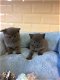 Geboren 30/09/19 BSH kittens met blauwe ogen - 1 - Thumbnail