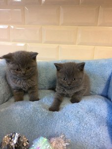 Geboren 30/09/19 BSH kittens met blauwe ogen