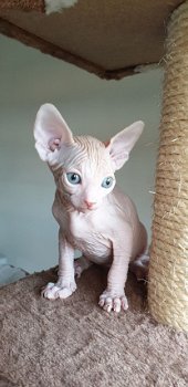 Mis deze Sphynx Kittens niet (4) - 1