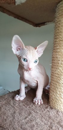 Mis deze Sphynx Kittens niet (4)