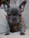 5 KC Franse bulldog pups werden geboren - 2 - Thumbnail