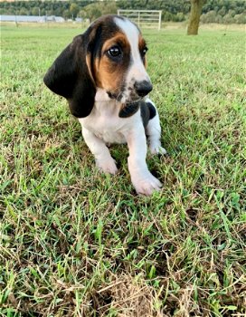 Schitterende Basset Hound-puppy's - 1